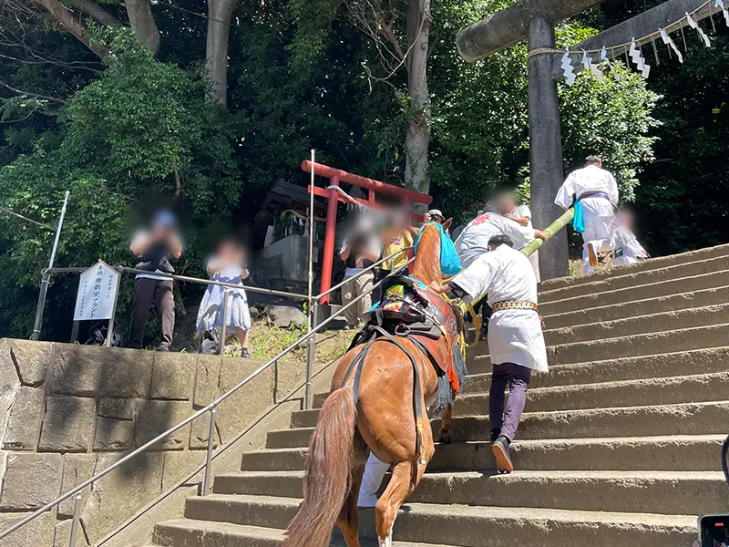 千葉県君津市人見神社神馬奉納　石段を上がる神馬